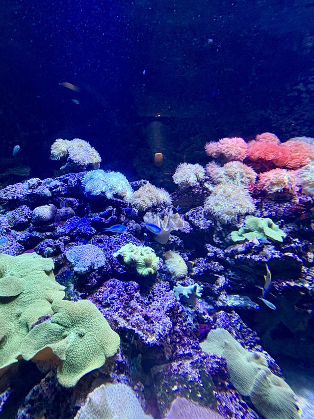 水下寧靜的藍色樂章