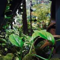🇸🇬 | 🌲🌿新加坡雲霧森林｜闖入現實版「阿凡達」仙境！