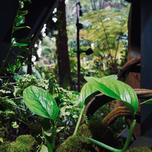 🇸🇬 | 🌲🌿新加坡雲霧森林｜闖入現實版「阿凡達」仙境！