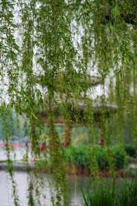 春雨限定 | 在紫竹院邂逅一場江南煙雨夢