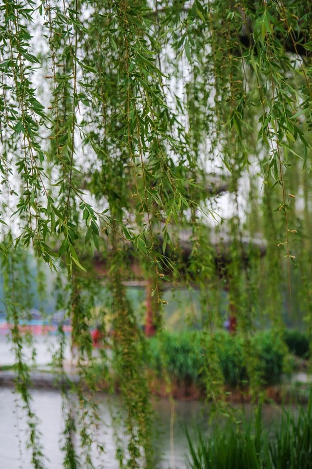 春雨限定 | 在紫竹院邂逅一場江南煙雨夢