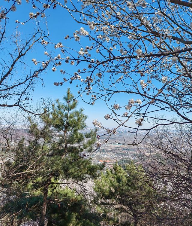 走近香山，走進春天