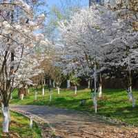 貴陽馬廠營山體公園｜你不知道的秘密賞櫻地🌸