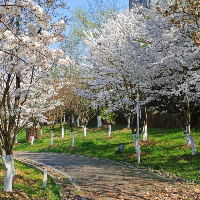 貴陽馬廠營山體公園｜你不知道的秘密賞櫻地🌸