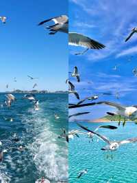 海驢島嘅海鷗太可愛喇！哦莫！包鍾意嘅！