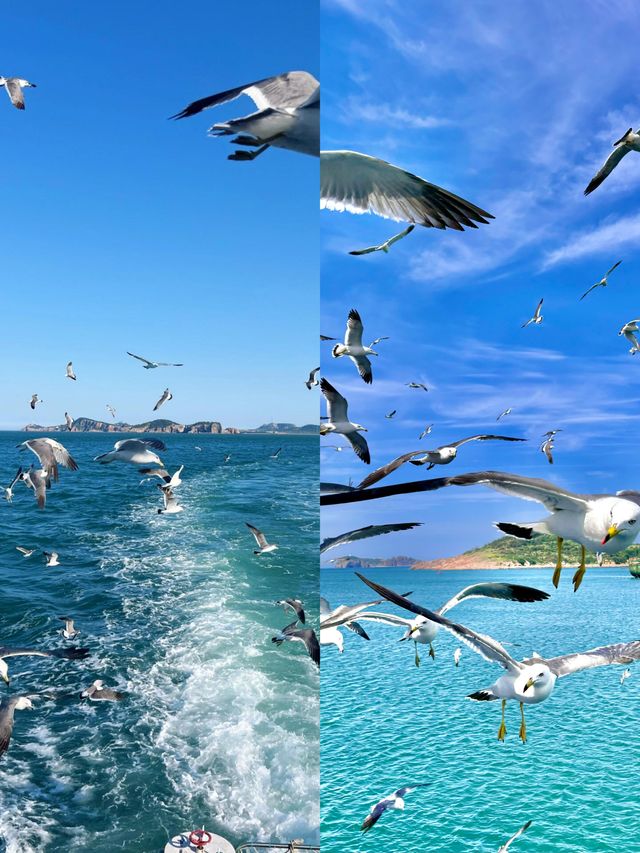 海驢島嘅海鷗太可愛喇！哦莫！包鍾意嘅！