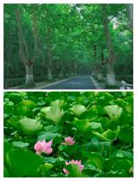 本地人睇咗都話正嘅南京避雷玩法