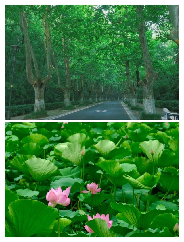 本地人睇咗都話正嘅南京避雷玩法