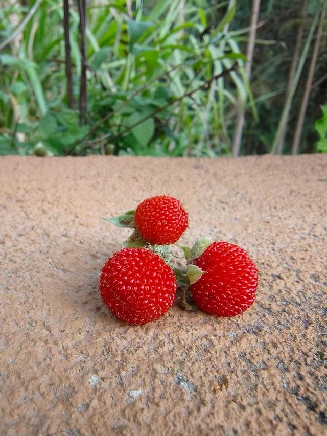 武夷山融景墅酒店：與果香撞個滿懷的初夏秘境