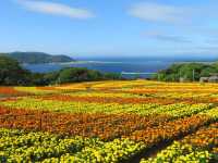 福岡能古島：四季花海×絕景離島秘境