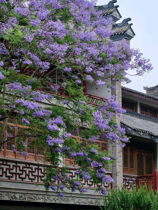 五月的成都，是藍花楹的浪漫世界