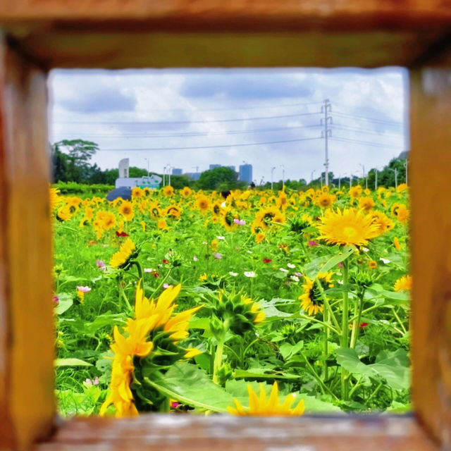 沒有向日葵花海的夏天是不完整的🌻！