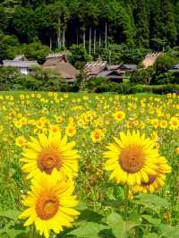 🌻美山町 | 闖入童話般的向日葵花海