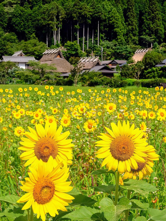 🌻美山町 | 闖入童話般的向日葵花海