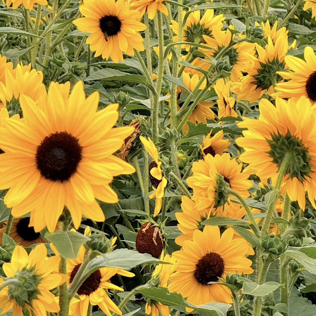 上海初夏頂流🌻✨地鐵直達的夢幻向日葵花海！