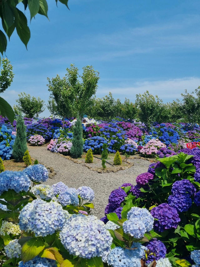 🌸濟州島西歸浦市繡球花園 | 夏日限定浪漫