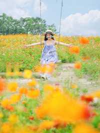 5.29實拍，成都，我影到滿屏格桑花！