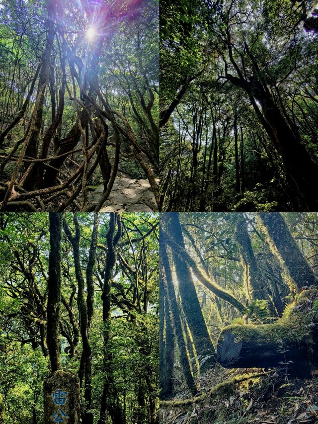 闖入迷霧結界！哀牢山，解鎖異世界生存法則