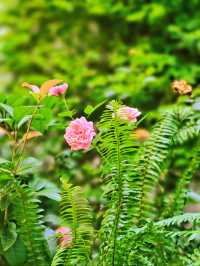 陽光下花嘅浪漫係盛夏嘅饋贈