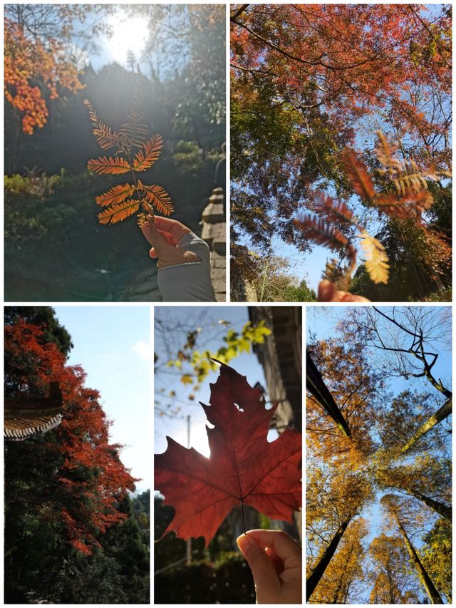 上海一日往返莫干山徒步～～打卡天然氧吧