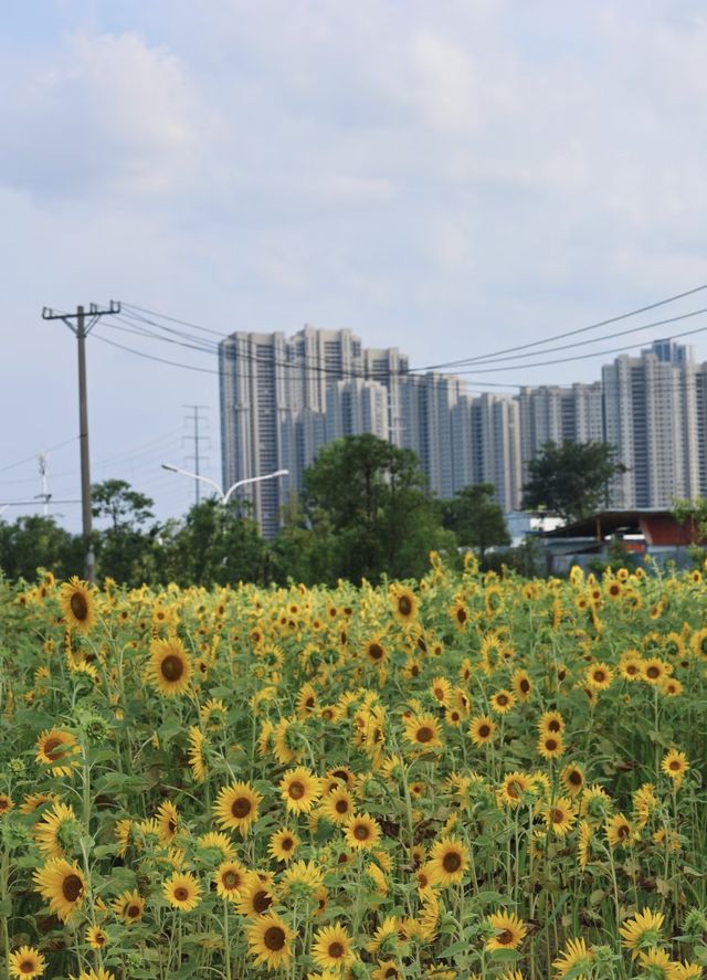 超大向日葵花海免費人少快衝