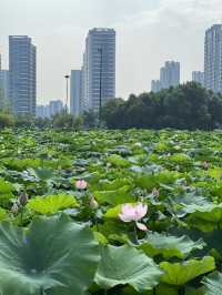 哇塞！葛巷地鐵站旁，竟藏著一片“夏日限定”荷花海！