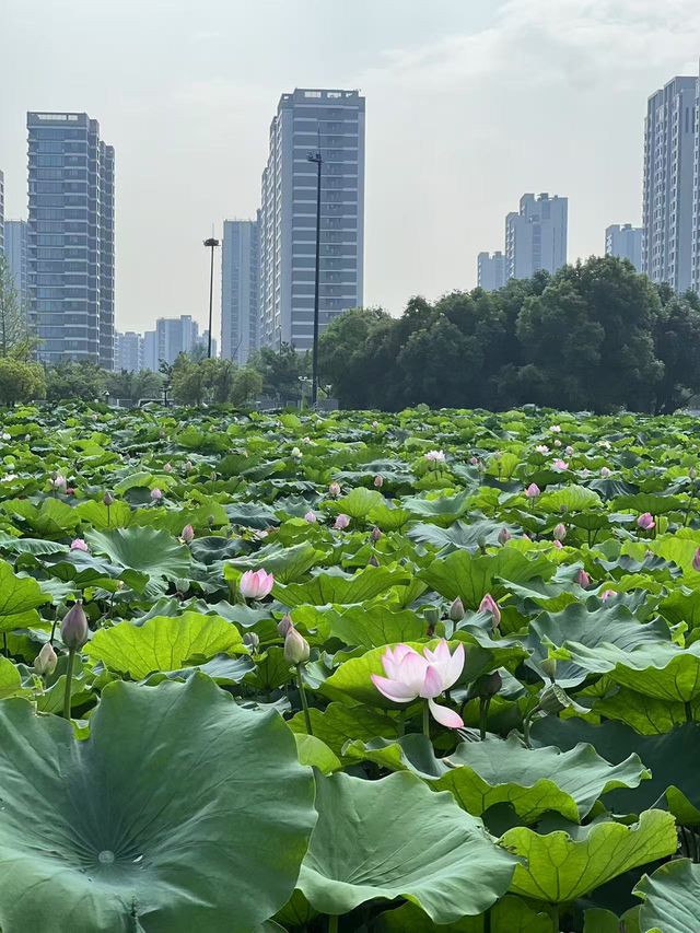哇塞！葛巷地鐵站旁，竟藏著一片“夏日限定”荷花海！
