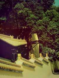 *【金陵古剎｜長蘆寺的禪意時光】**  