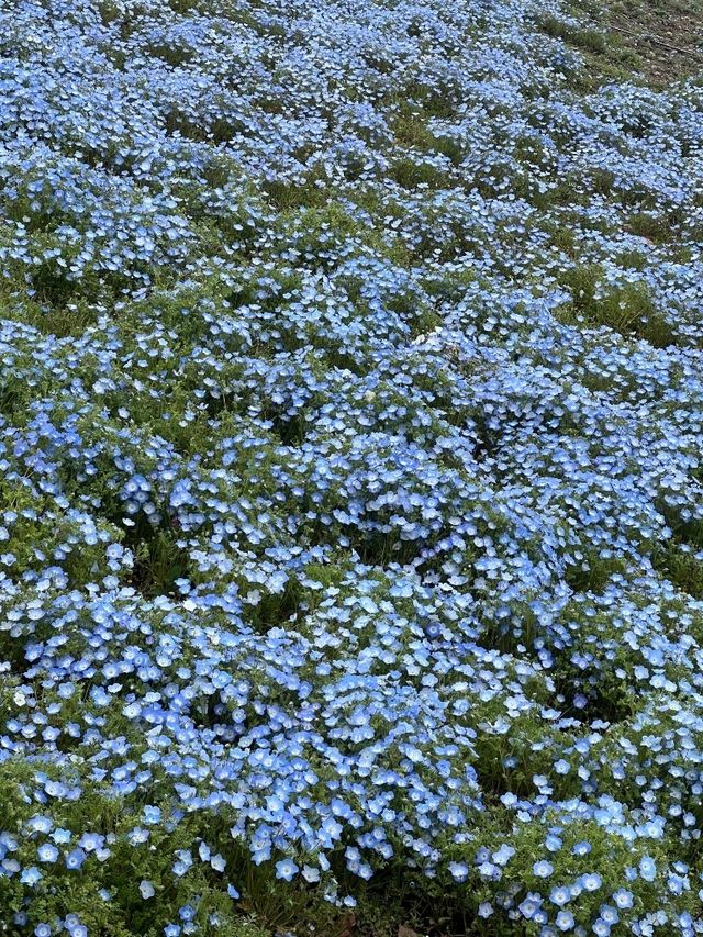 日本東京國營常陸海濱公園一日遊，賞花親子遊）🌼🎢  