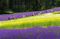 Hokkaido Lavender Season: A Romantic Summer Awaits