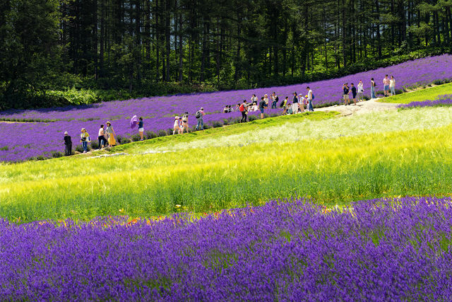 Hokkaido Lavender Season: A Romantic Summer Awaits