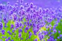 Hokkaido Lavender Season: A Romantic Summer Awaits