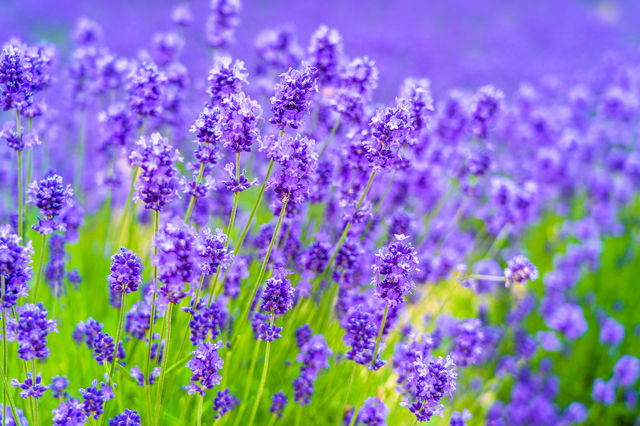 Hokkaido Lavender Season: A Romantic Summer Awaits