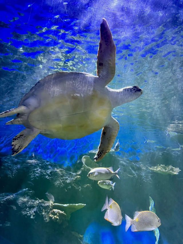 來西安必打卡華夏文旅海洋公園駝鈴傳奇秀