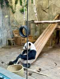 2025年暑假深圳野生動物園避坑指南