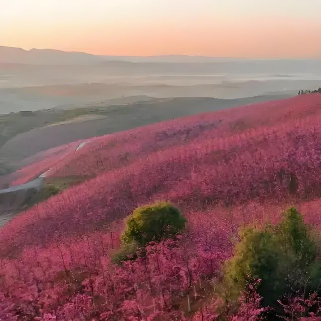 櫻花谷：藏於滇中的粉色夢境