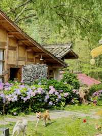 這間童話小屋太絕了！帶上狗狗來曾家山避暑吧～