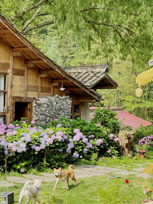 這間童話小屋太絕了！帶上狗狗來曾家山避暑吧～