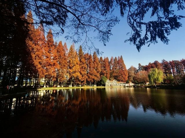 誤入童話世界，青山公園三色治癒之旅:

一、秋日必賞三絕：定格不同色系的秋景
 
1. 銀杏大道·鎏