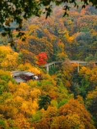 1.5h溜出西安直達少華山看漫山紅遍