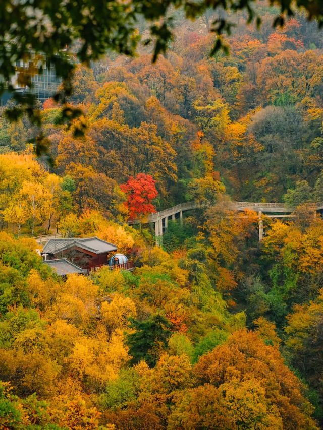 1.5h溜出西安直達少華山看漫山紅遍