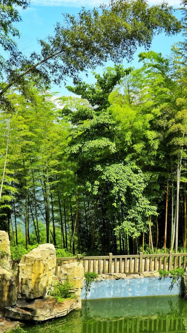 永川茶山竹海真絕了重慶人私藏的避暑秘境