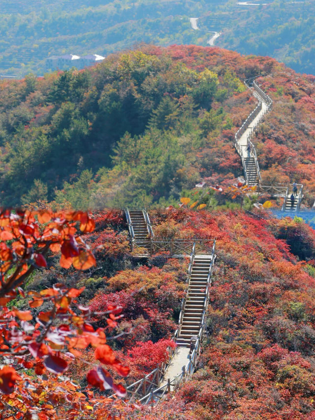 錯過再等一年，京郊小眾賞楓秘境已到觀賞巔峰