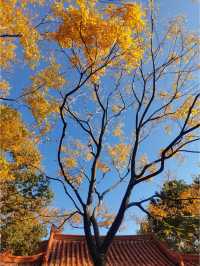 100% Perfect Photo Opportunities by Cuihu Lake in Autumn – Enjoy a Relaxing Off-Peak Stay at Crowne Plaza Kunming City Centre