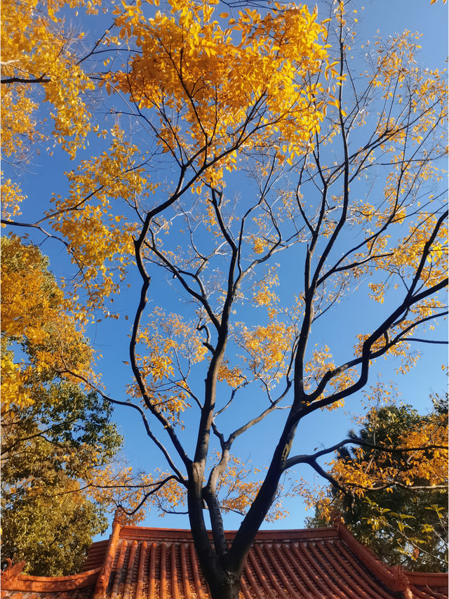 100% Perfect Photo Opportunities by Cuihu Lake in Autumn – Enjoy a Relaxing Off-Peak Stay at Crowne Plaza Kunming City Centre