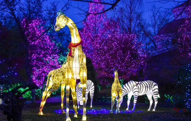 Cincinnati Zoo PNC Festival of Lights