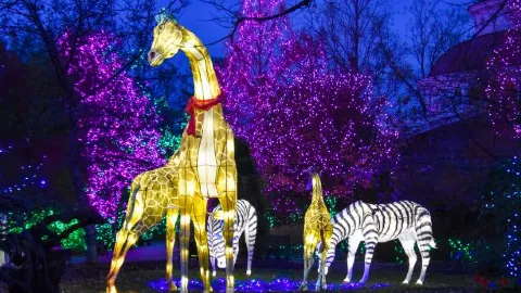 Cincinnati Zoo PNC Festival of Lights — traveler post in Cincinnati