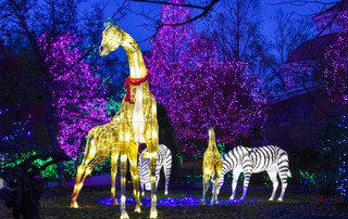 Cincinnati Zoo PNC Festival of Lights