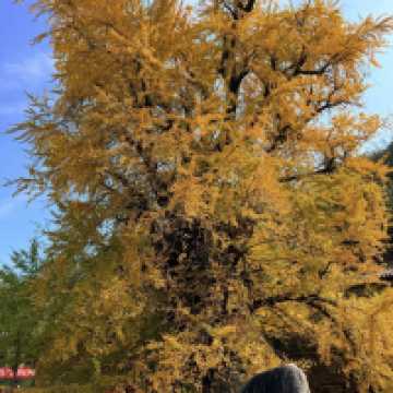 🍂시안 고관인선사의 가을, 천년 은행나무와의 만남 🏯