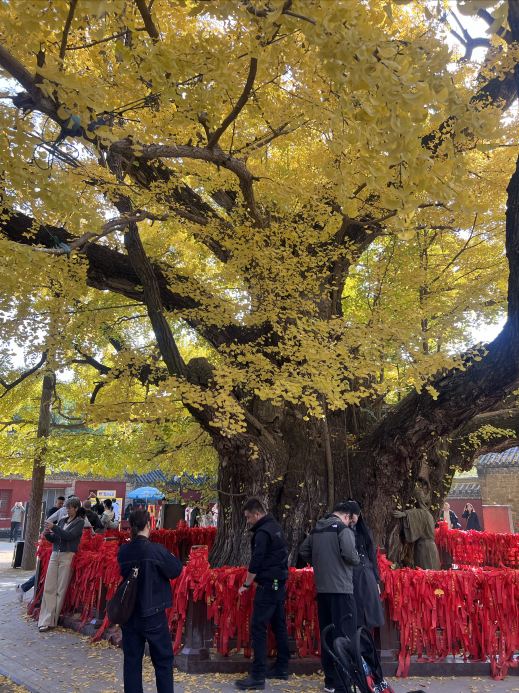 3800年古銀杏樹絕美遊覽體驗｜Trip.com 莒縣